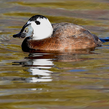 White headed duck