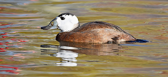 White headed duck