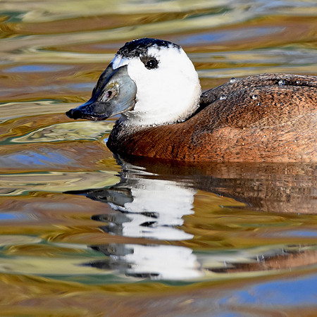 White headed duck