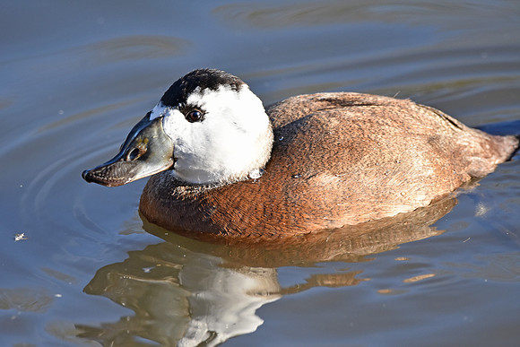 White headed duck