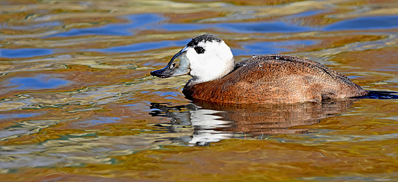 White headed duck