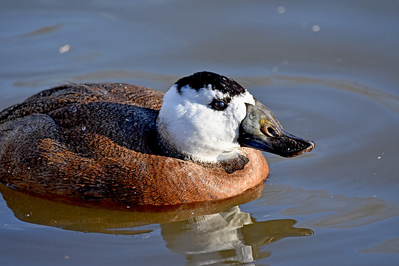 White headed duck