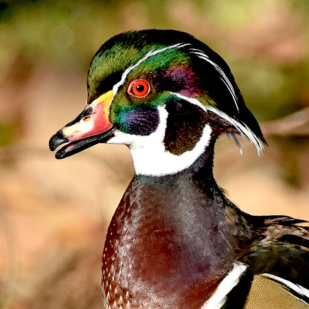 Wood duck, male