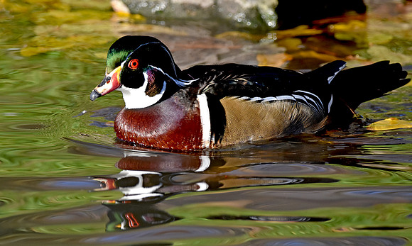Wood duck, male