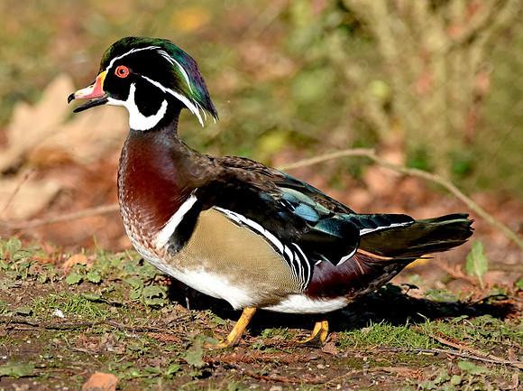 Wood duck, male