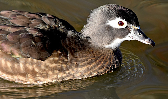 Wood duck, female