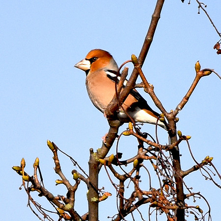 Hawfinch