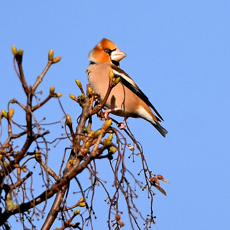 Hawfinch, male