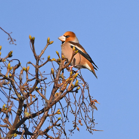Hawfinch, male