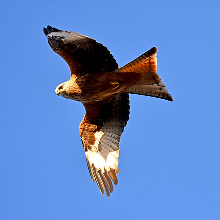 Red kite flying