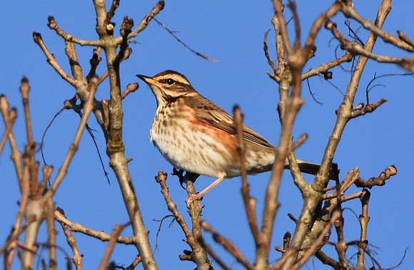 Redwing