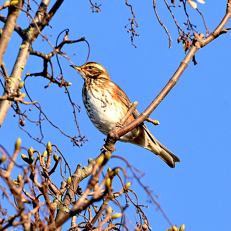 Redwing