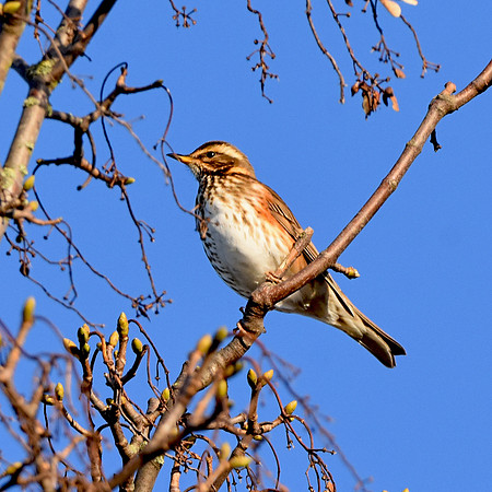 Redwing
