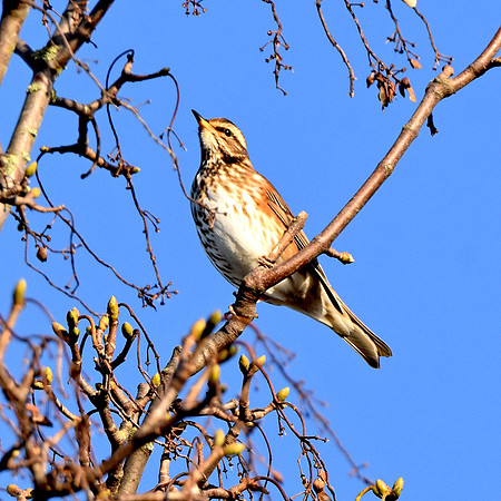 Redwing