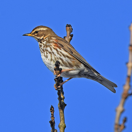 Redwing