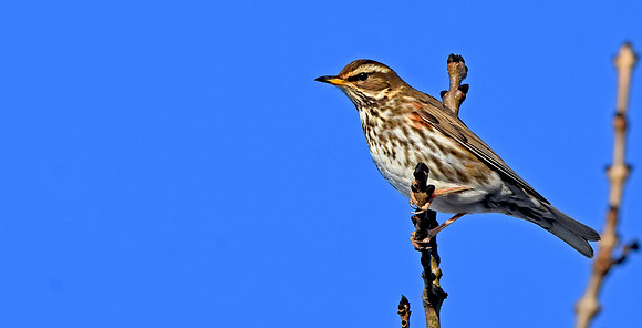 Redwing