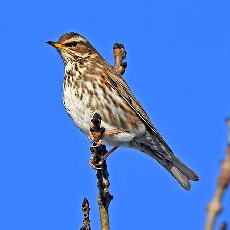 Redwing