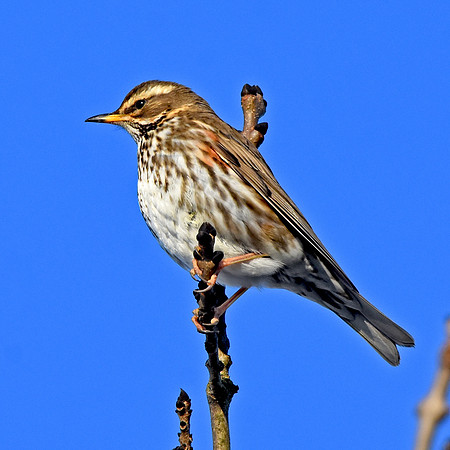 Redwing