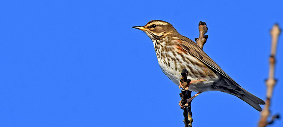 Redwing