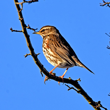 Redwing