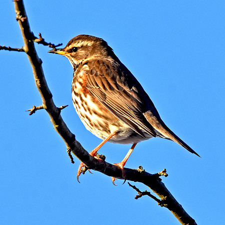 Redwing