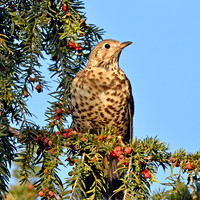 Mistle thrush