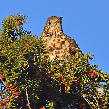 Mistle thrush