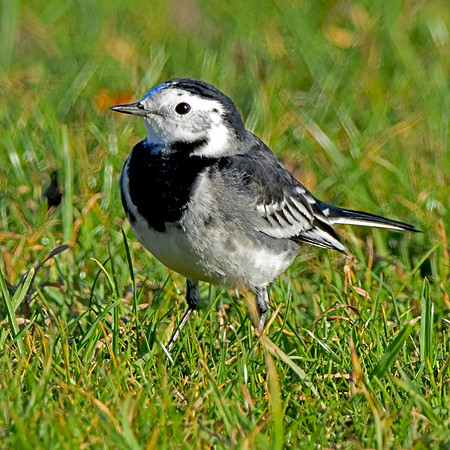Pied wagtail
