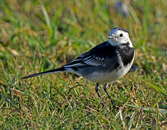 Pied wagtail