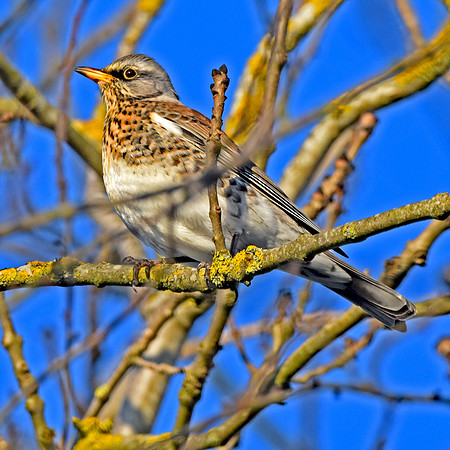 Fieldfare