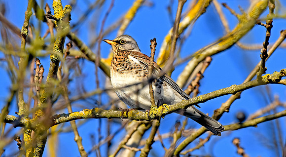 Fieldfare