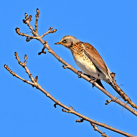 Fieldfare