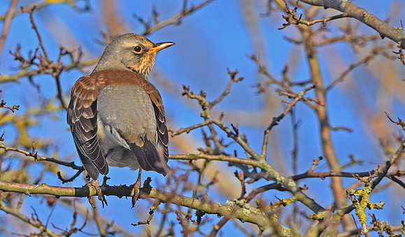 Fieldfare