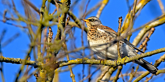 Fieldfare
