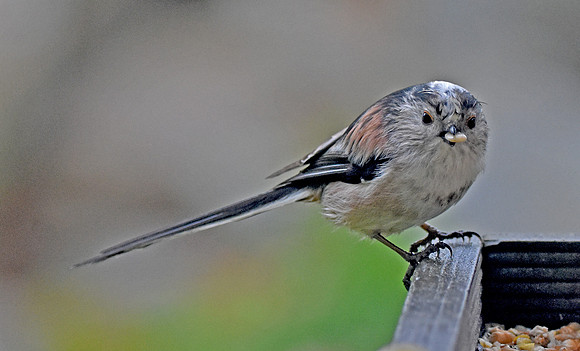 Long tailed tit