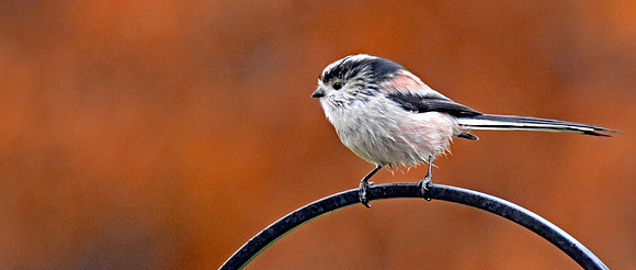 Long tailed tit