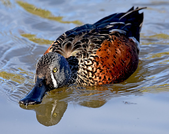 Australian shoveler
