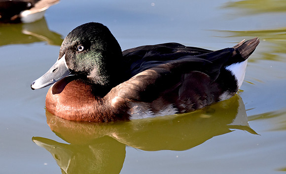 Baer's pochard