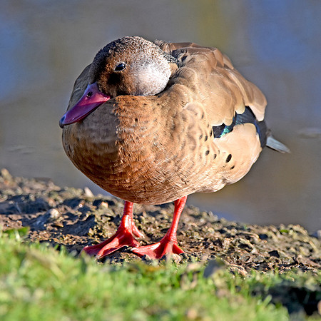 Brazilian teal