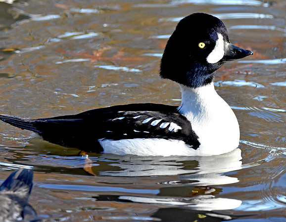 Barrow's goldeneye