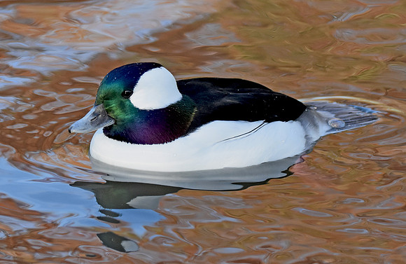 Bufflehead