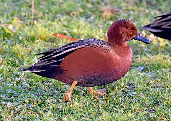 Cinnamon teal