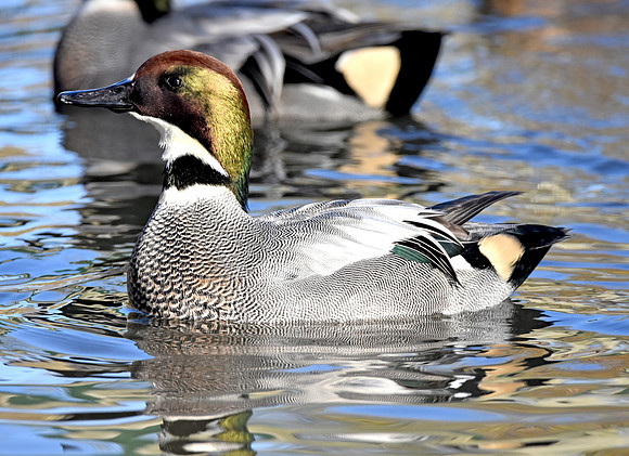 Falcated duck