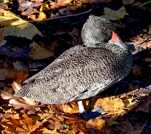 Freckled duck