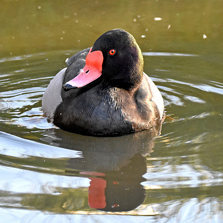 Rosybill