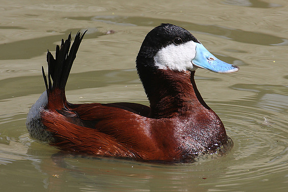 Ruddy duck