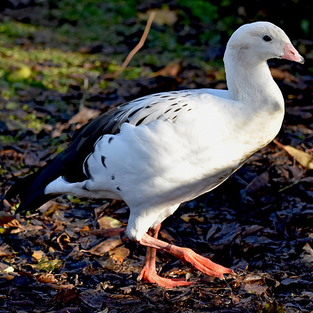 Andean goose