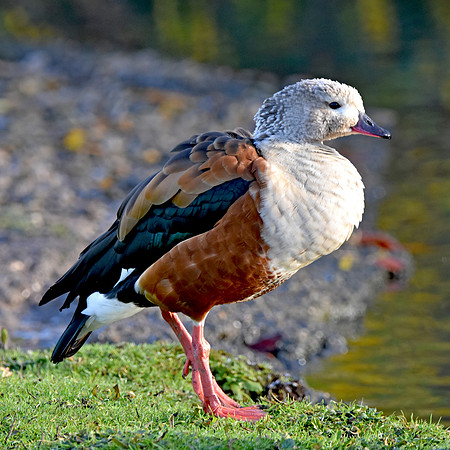 Orinoco goose