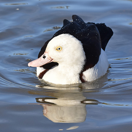 Radjah shelduck