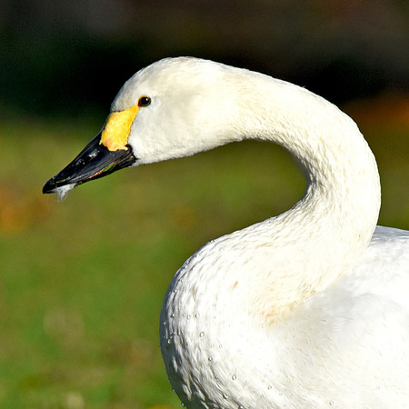 Bewick swan
